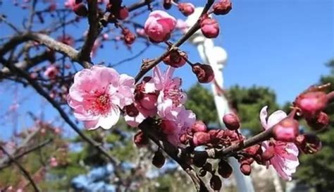 梅花風水|梅花風水10大妙用